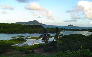 Petit Carenage Mangroves e1442979625126